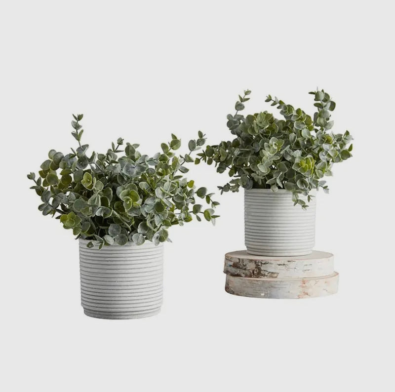 Potted Plant